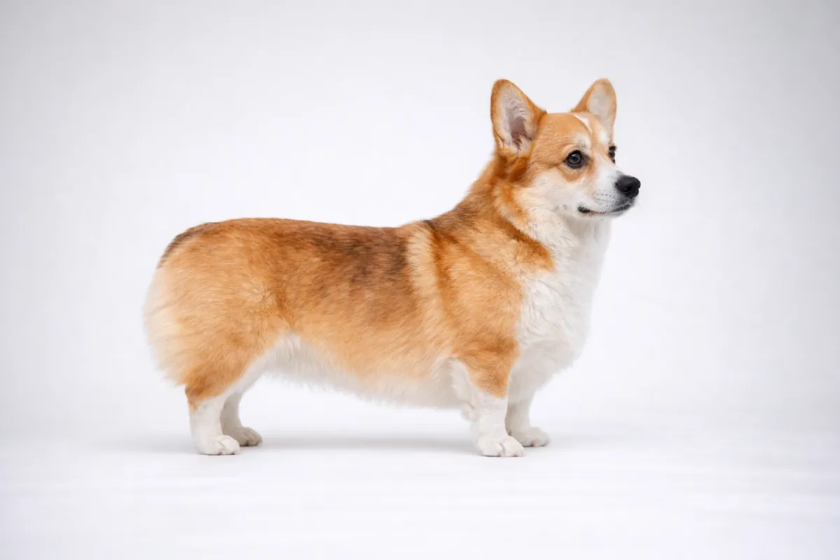 Corgi vikt