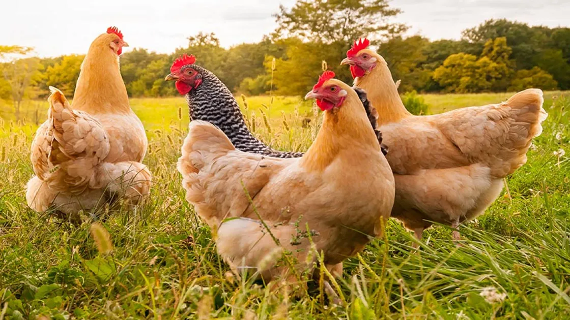 Frigående höns